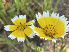 Layia chrysanthemoides