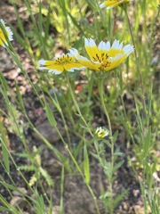 Layia chrysanthemoides