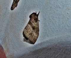 Hidripa
