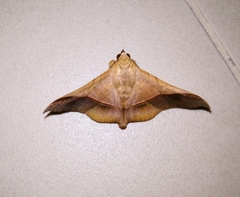 Chilkasa falcata