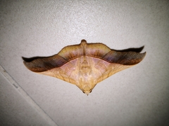 Chilkasa falcata