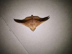 Chilkasa falcata
