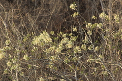 Albizia occidentalis