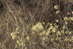 Albizia occidentalis