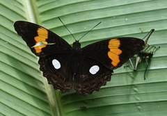 Adelpha leucophthalma