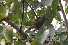 Psilopogon haemacephalus