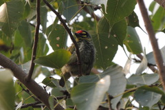 Psilopogon haemacephalus