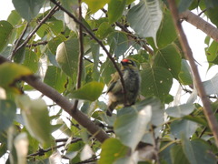 Psilopogon haemacephalus