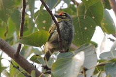 Psilopogon haemacephalus