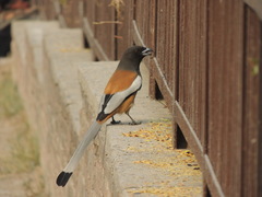 Dendrocitta vagabunda