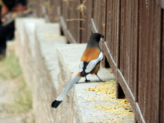 Dendrocitta vagabunda