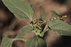 Arigomphus lentulus