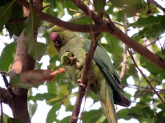 Psittacula krameri