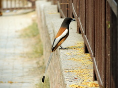 Dendrocitta vagabunda