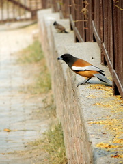 Dendrocitta vagabunda