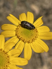 Acmaeodera hepburnii