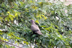 Streptopelia senegalensis