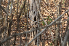 Cenostigma eriostachys