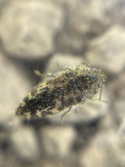 Acmaeodera hepburnii