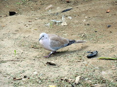 Streptopelia decaocto