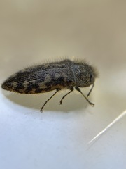 Acmaeodera hepburnii