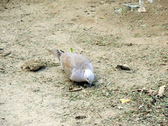 Streptopelia decaocto
