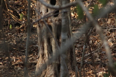 Cenostigma eriostachys