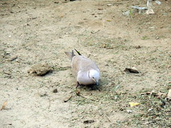 Streptopelia decaocto
