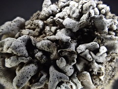 Dermatocarpon bachmannii