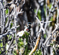 Pseudoscaeva diversifasciata