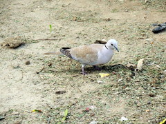 Streptopelia decaocto