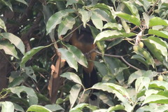 Dendrocitta vagabunda