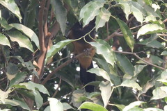 Dendrocitta vagabunda