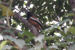 Dendrocitta vagabunda