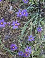 Sisyrinchium bellum