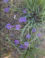 Sisyrinchium bellum