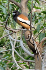 Dendrocitta vagabunda