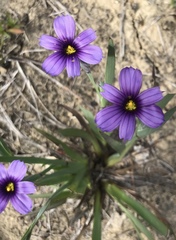 Sisyrinchium bellum