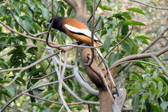 Dendrocitta vagabunda