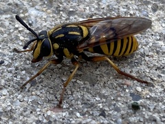 Sphecomyia vittata