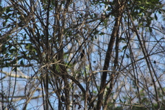 Cynanthus doubledayi