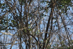 Cynanthus doubledayi