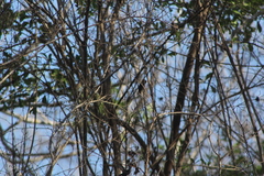 Cynanthus doubledayi