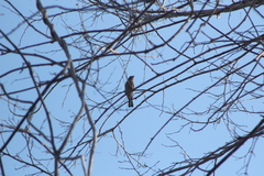 Cyanocompsa parellina