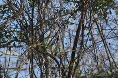 Cynanthus doubledayi