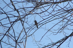 Cyanocompsa parellina