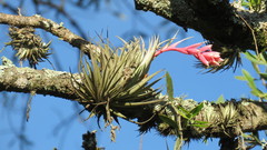 Tillandsia recurvifolia