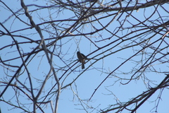 Cyanocompsa parellina