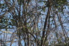 Cynanthus doubledayi