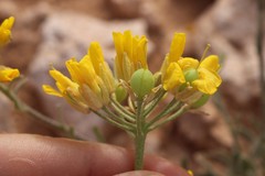 Physaria ovalifolia